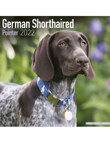Kalender 2022 German Shorthaired