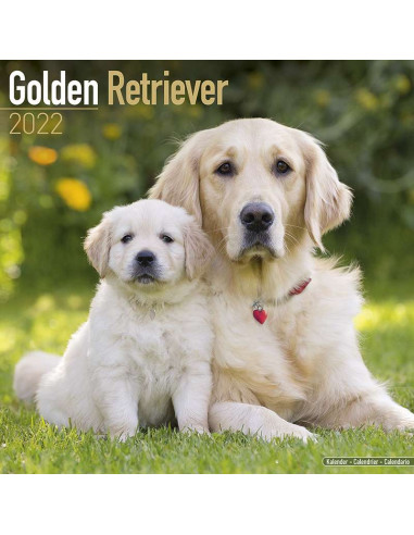 Kalender 2022 Golden Retriever