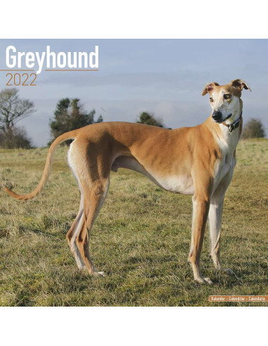 Kalender 2022 Greyhound