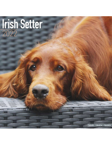 Kalender 2022 Irisch Setter