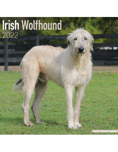 Kalender 2022 Irish Wolfhound