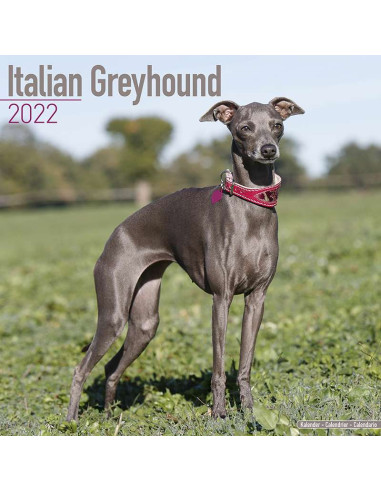 Kalender 2022 Italian Greyhound