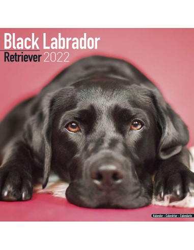 Kalender 2022 Black Labrador
