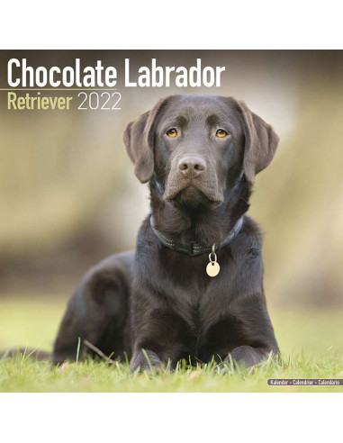 Kalender 2022 Labrador