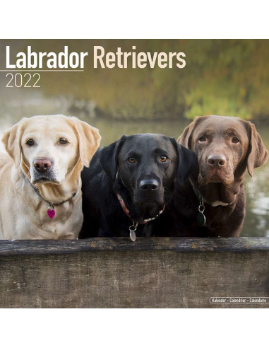 Kalender 2022 Labrador Retrievers