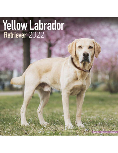 Kalender 2022 Yellow Labrador