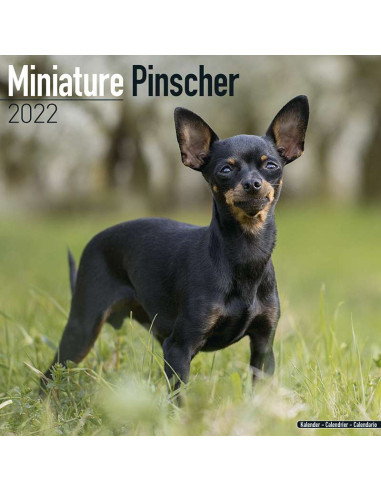 Kalender 2022 Miniature Pinscher