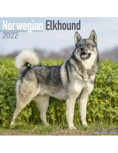 Kalender 2022 Norwegian Elkhound