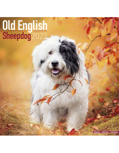 Kalender 2022  Old English Sheepdog