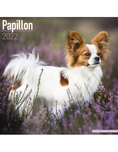 Kalender 2022 Papillon