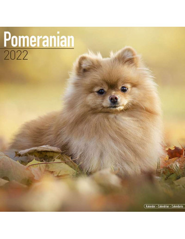 Kalender 2022 Pomeranian