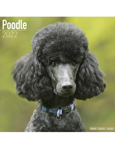Kalender 2022 Poodle