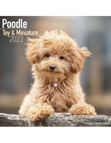 Kalender 2022 Poodle Toy & Miniature