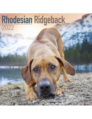 Kalender 2022 Rhodesian Ridgeback