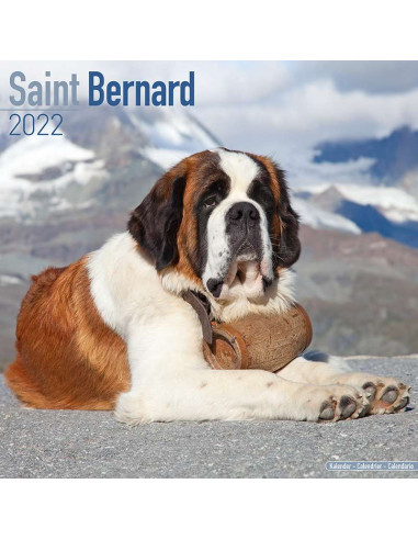 Kalender 2022 Saint Bernard