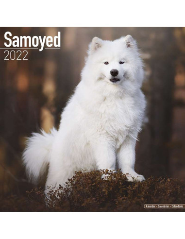 Kalender 2022 Samoyed