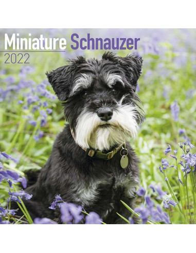 Kalender 2022 Miniature Schnauzer
