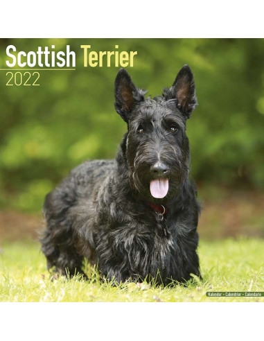 Kalender 2022 Scottisch Terrier