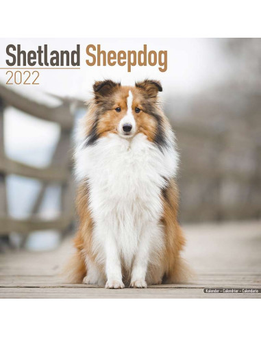 Kalender 2022 Shetland Sheepdog