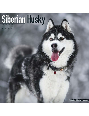 Kalender 2022 Siberian Husky