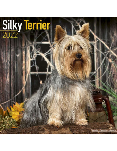 Kalender 2022 Silky Terrier