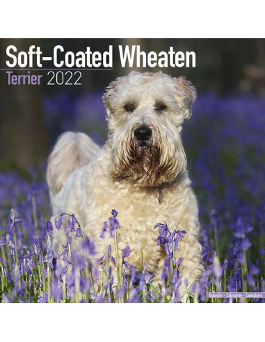 Kalender 2022 Soft- Coated Wheaten