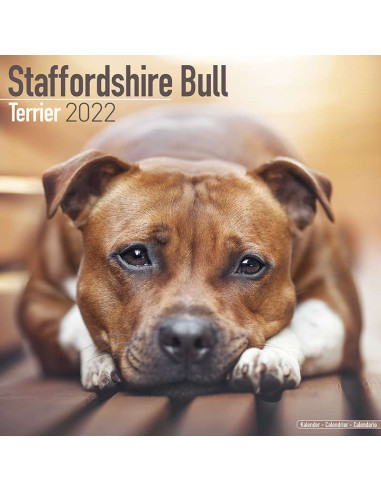 Kalender 2022 Staffordshire Bull