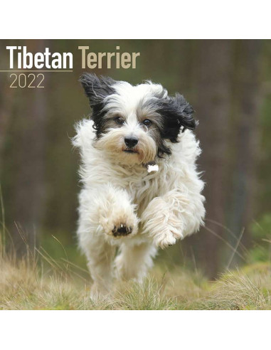 Kalender 2022 Tibetan Terrier