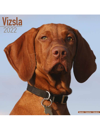Kalender 2022 Vizsla