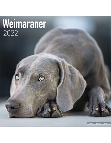 Kalender 2022 Weimaraner