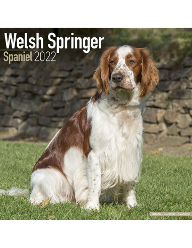 Kalender 2022 Welsh Springer