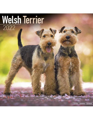 Kalender 2022 Welsh Terrier