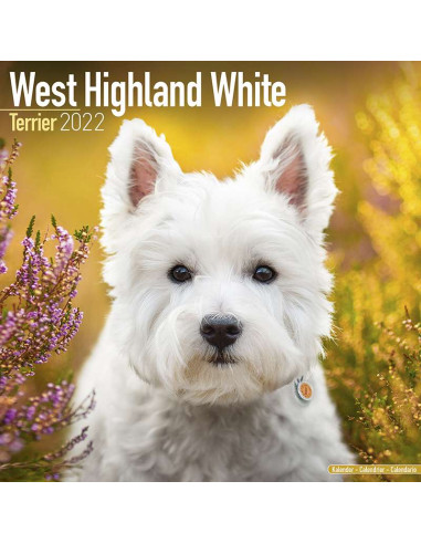 Kalender 2022 West Highland White