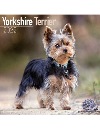 Kalender 2022 Yorkshire Terrier