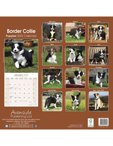 Kalender 2022 Border Collie Puppies / online kopen