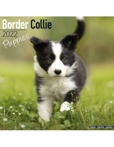 Kalender 2022 Border Collie Puppies