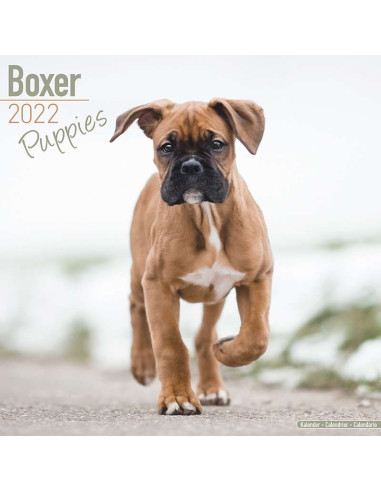 Kalender 2022 Boxer Puppies