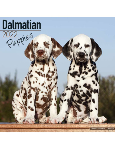 Kalender 2022 Dalmatien Puppies