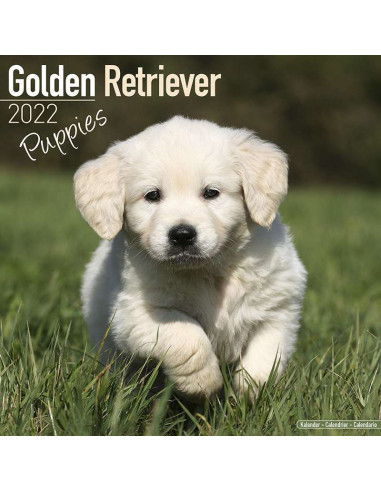 Kalender 2022 Golden Retriever Puppies
