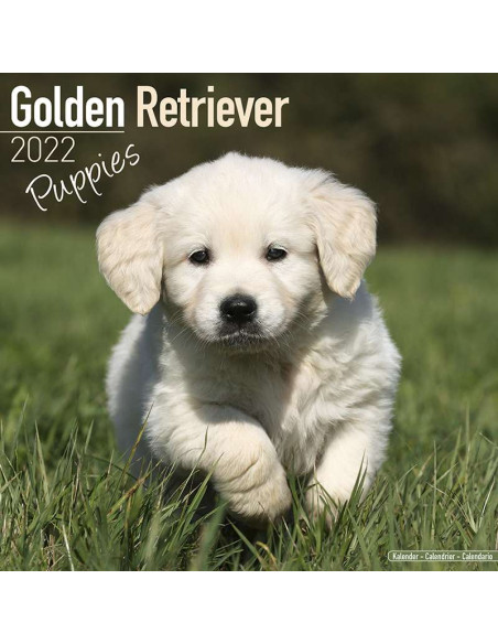 Kalender 2022 Golden Puppies / online kopen