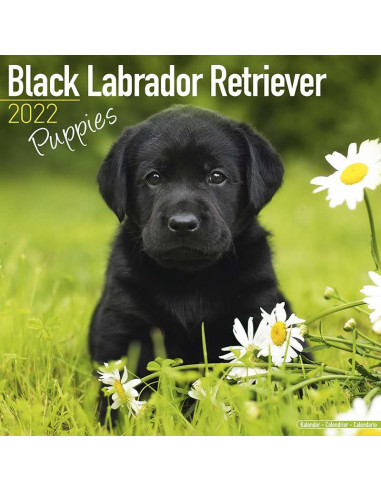 Kalender 2022 Black Labrador Retriever