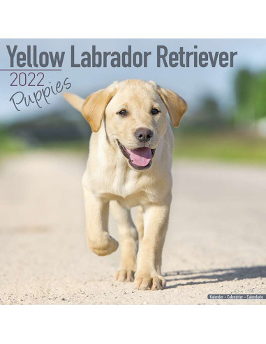 Kalender 2022 Yellow Labrador Retriever Puppies