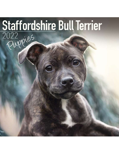 Kalender 2022 Staffordshire Bull Terrier Puppies