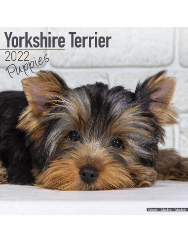 Kalender 2022 Yorkshire Terrier Puppies
