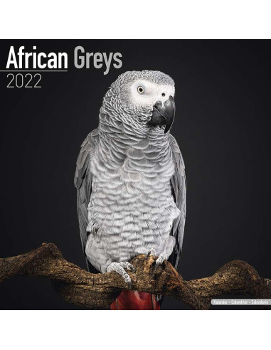 Kalender 2022 African Greys
