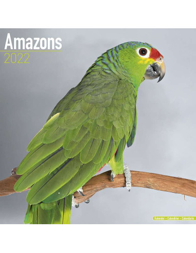 Kalender 2022 Amazons