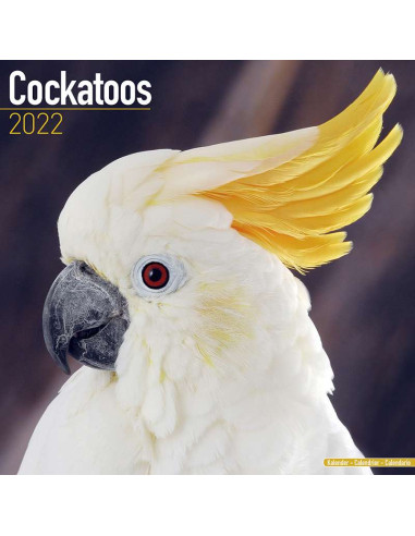 Kalender 2022 Cockatoos