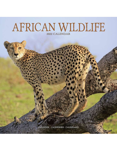 Kalender 2022 African Wildlife