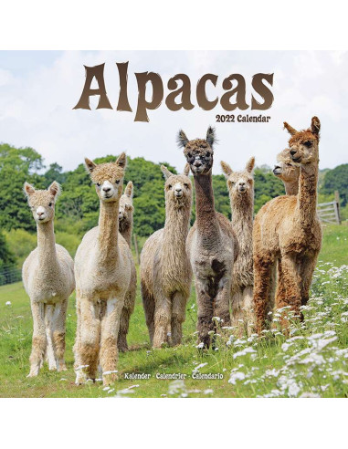 Kalender 2022 Alpacas
