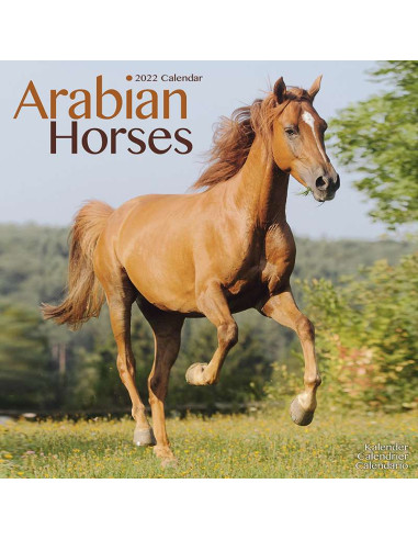 Kalender 2022 Arabian Horses